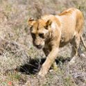 TZA SHI SerengetiNP 2016DEC25 Moru4Area 058 : 2016, 2016 - African Adventures, Africa, Date, December, Eastern, Month, Moru 4 Area, Places, Serengeti National Park, Shinyanga, Tanzania, Trips, Year